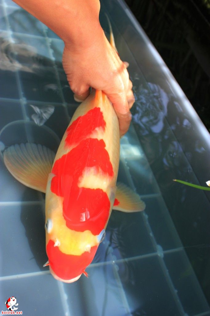 长春转让70cm红白母鱼